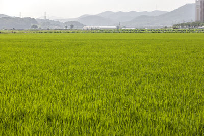 Scenic view of grassy field