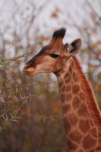 Close-up of a horse