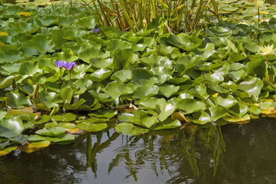 Lotus water lily in lake