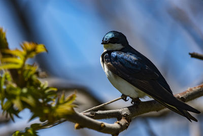 A male tree swallow perched in the trees. tachycineta bicolor