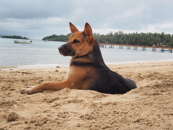 Dog on beach against sky