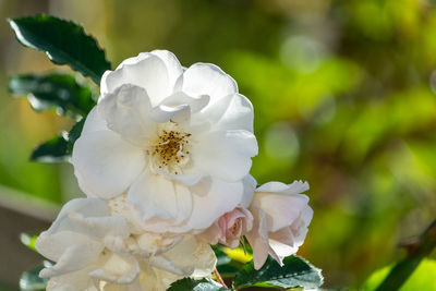 Close-up of white rose