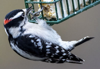 Close-up of parrot perching on feeder