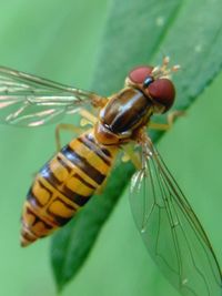 Close-up of insect