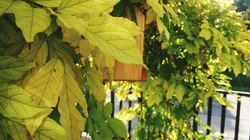 Close-up of ivy hanging on tree