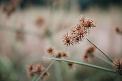 Close-up of dried plant