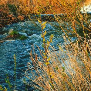 Scenic view of river flowing in forest