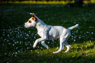 Side view of a dog running on field