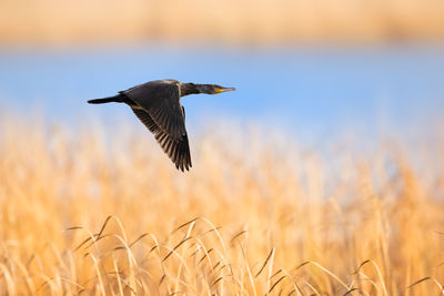 Cormorant flying in field