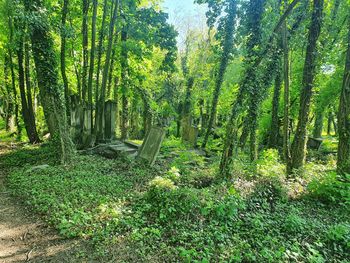 View of trees in forest