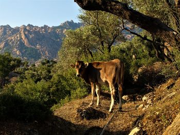 View of a horse on landscape