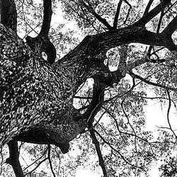 Low angle view of bare trees against sky