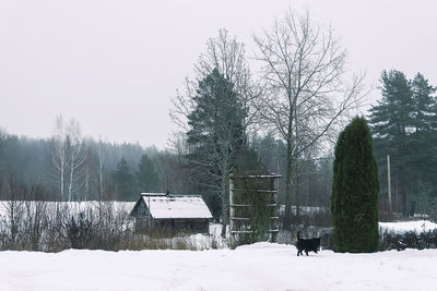 View of an animal on snow covered land