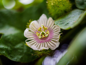 Close-up of purple flowering plant