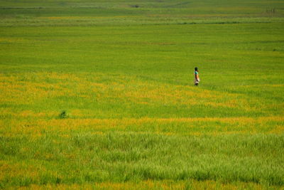 Scenic view of agricultural field