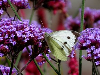 Close-up of butterfly pollinating on purple flower