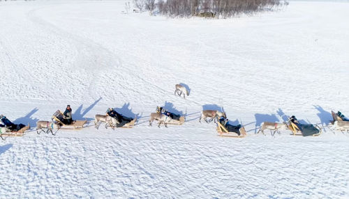 Flock of birds on snow covered land