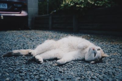 High angle view of a cat sleeping