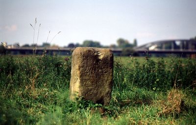 Close-up of grass on field against clear sky