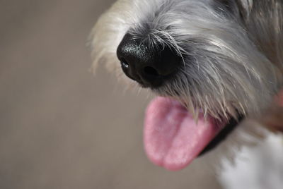 Close-up of dog sticking out tongue