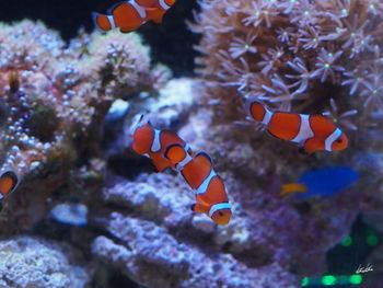 Close-up of fish swimming in aquarium