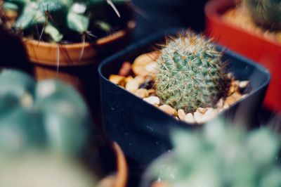 High angle view of succulent plants at nursery