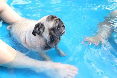 High angle view of dog on swimming pool