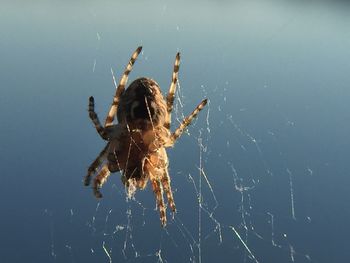 View of spider on water