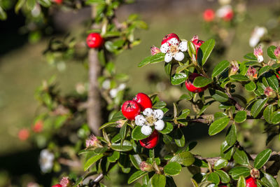 Close-up of red flowering plant