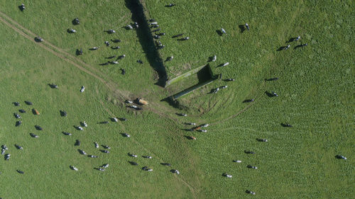 Aerial drone view of cows resting and eating on green meadow in sao miguel island, azores, portugal