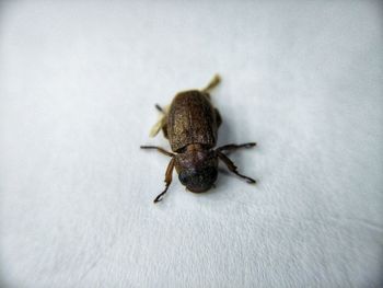 High angle view of spider