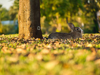 Close-up of rabbit on grass by tree trunk