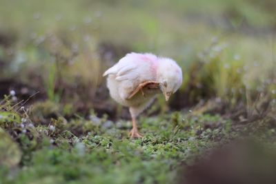 Close-up of a mushroom in field