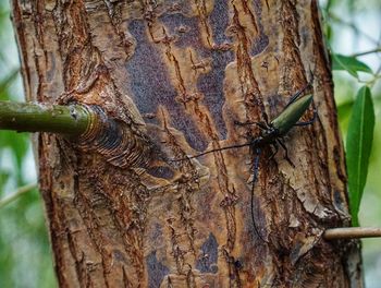 Close-up of insect on tree trunk