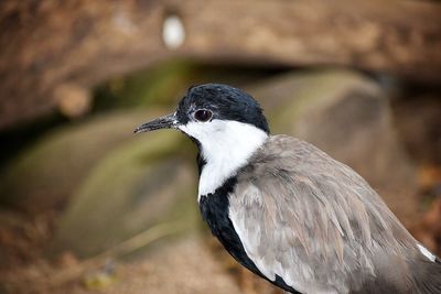 Close-up of bird perching outdoors