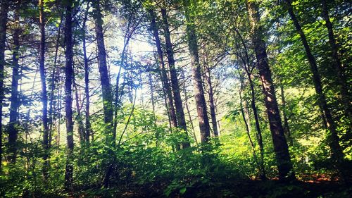 Trees in forest