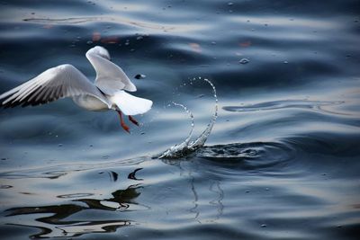 Seagulls flying over lake in geneva