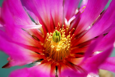 Close-up of pink flower