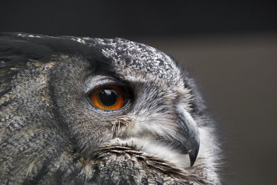 Close-up portrait of owl