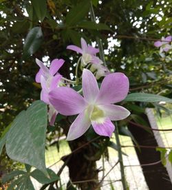 Close-up of pink flowering plant