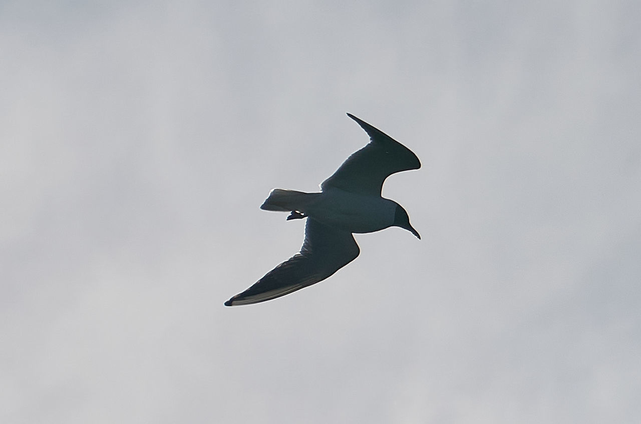 LOW ANGLE VIEW OF BIRD FLYING AGAINST SKY