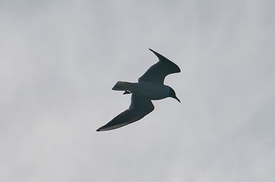 Low angle view of bird flying in sky