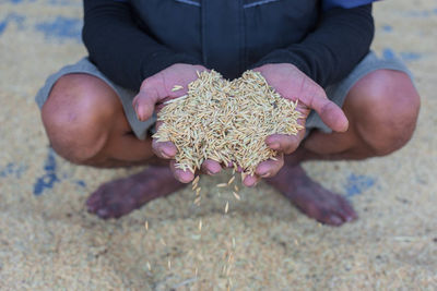 Rice in hand farmer