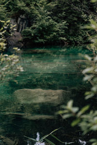 Scenic view of waterfall in forest