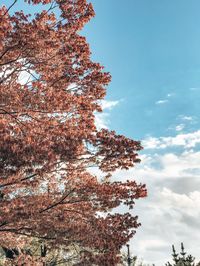 Low angle view of cherry tree against sky