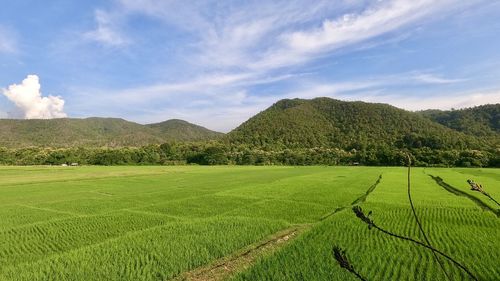 Scenic view of agricultural field against sky