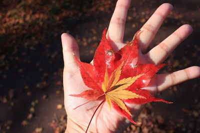 Close-up of hand holding maple leaves during autumn