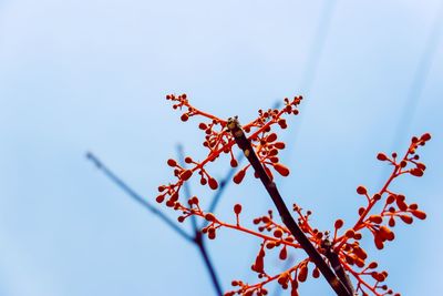 Low angle view of red flowering plant against clear sky