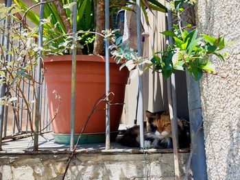 Cat by plants