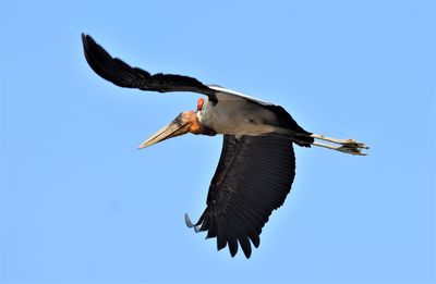 Greater adjutant stork in flight